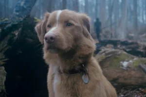 Good Boy