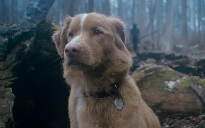 Good Boy